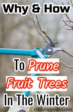 a pair of scissors cutting branches with the words why and how to prune fruit trees in the winter