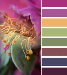 a close up of a flower with color swatches