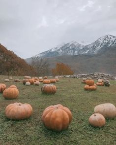 many pumpkins are laying on the grass in front of mountains