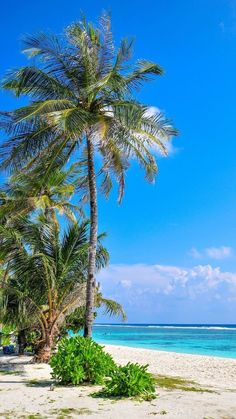 a palm tree sitting on top of a sandy beach next to the ocean and blue sky