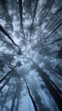 looking up at the tops of tall trees in a foggy forest, from below