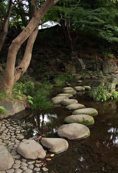 stepping stones in a stream surrounded by trees