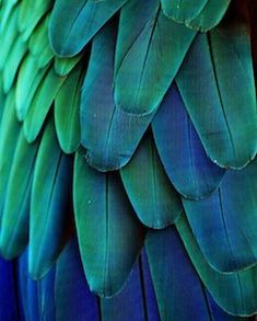 the back side of a blue and green bird's feathers, showing its bright colors