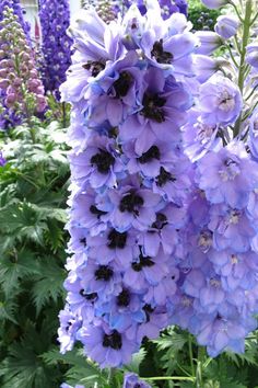 purple flowers are blooming in the garden