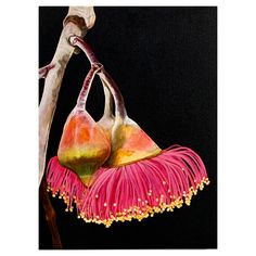 two pink flowers with yellow and red petals hanging from a tree branch in front of a black background