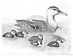 a pencil drawing of ducks in the water with ducklings on it's back