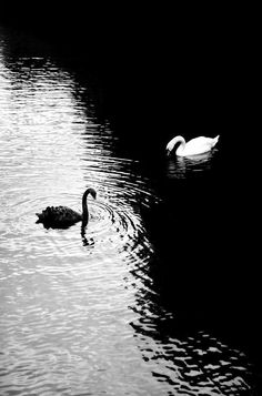 Wallpaper Cantik Iphone, Swan Wallpaper, Trending Pins, Nice Pictures, Cool Wallpapers Art, Minimalist Wallpaper, Alam Yang Indah, Nature Aesthetic, Wallpaper Ideas