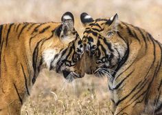 two large tigers standing next to each other on a dry grass covered field and touching noses