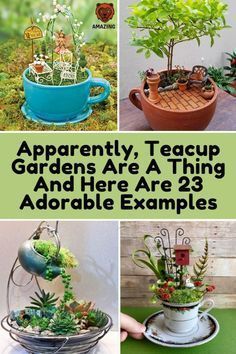 there are many different types of plants in pots