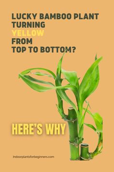 a bamboo plant with the words lucky bamboo plant yellow from top to bottom? here's why