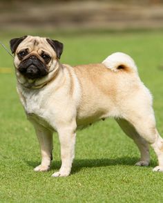 a small pug dog standing in the grass