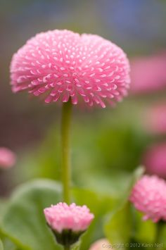 pink flowers with green leaves in the foreground