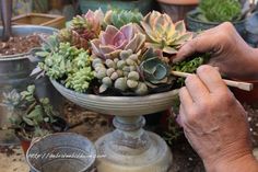 a person is working on a potted plant