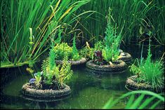 there are many plants growing in the water