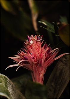 two wedding rings sitting on top of a pink flower in front of some green leaves