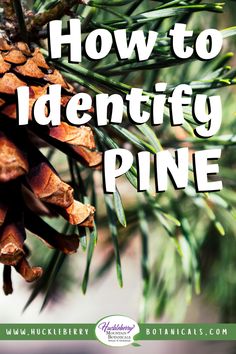 a pine cone with the words how to identify pine