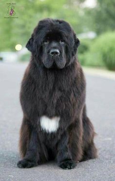 a large black dog sitting on top of a street