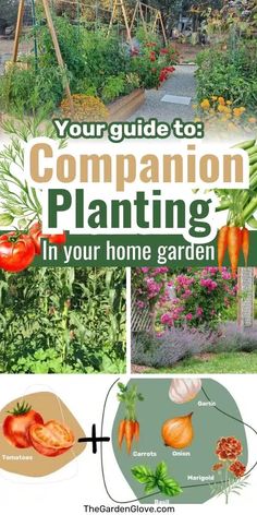 the garden guide to companion planting in your home garden