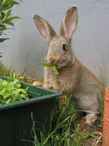 a rabbit sitting in the grass next to a potted plant and eating some leaves