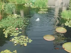 a pond filled with lots of water lilies