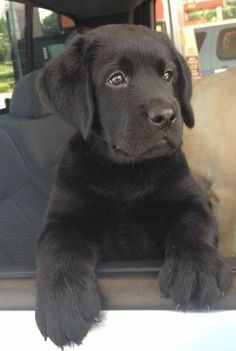 a black puppy sitting in the back seat of a car with his paws on the dashboard