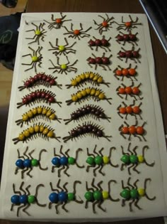 a table topped with lots of different types of bugs