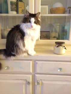 a cat sitting on top of a white dresser next to a glass cabinet door and jars