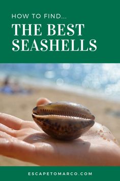 someone holding a seashell in their hand with the text how to find the best seashells