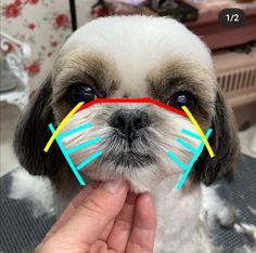 a small white dog with blue, yellow and red glasses on it's face