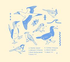 an image of birds that are blue on yellow paper with instructions for how to draw them