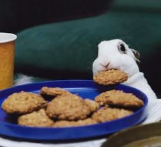 a rabbit is eating cookies on a blue plate