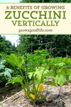 an image of a garden with the title 6 benefits of growing zucchini vertically