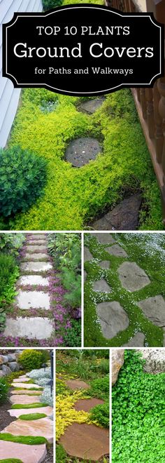 the top 10 plants that grow in ground covers for paths and walkways