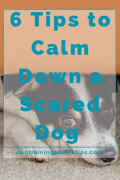 a dog laying on the floor with text overlay reading 6 tips to calm down a scared dog