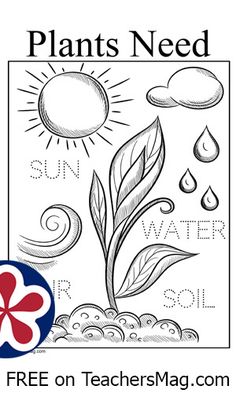 a coloring page with the words plants need sun water and raindrops on it