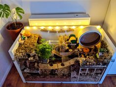 a miniature garden with plants and lights