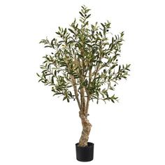 an olive tree in a black pot on a white background