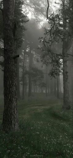 foggy forest with trees and grass in the foreground