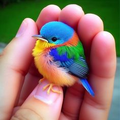 a small colorful bird sitting on top of someone's finger