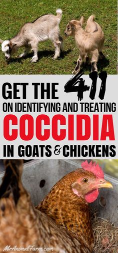 chickens and goats are standing in the grass with text that reads get the 4 on identifying and treating coccidia in goats and chickens