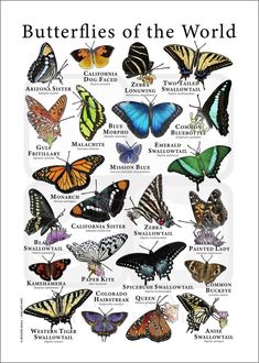 the butterflies of the world are shown in this poster, which shows their different colors and sizes