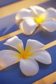 three white and yellow flowers sitting on top of a blue table next to each other