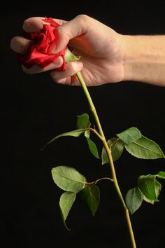 a person holding a red rose in their hand