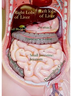 an image of the inside of a human body with labels on its stomach and organs