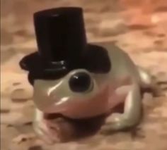 an animal with a top hat on it's head is shown in this image