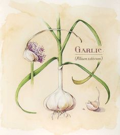 an illustration of garlic and other vegetables