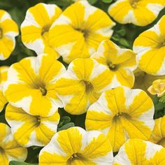 yellow and white petunia flowers with green leaves in the foreground, close up