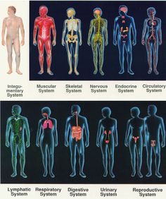 the human body and its major organ systems