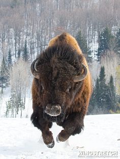 a bison running in the snow with a quote on it's side that says, let nothing stand between you and your coffee