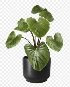 a potted plant with large green leaves in it, on a transparent background png